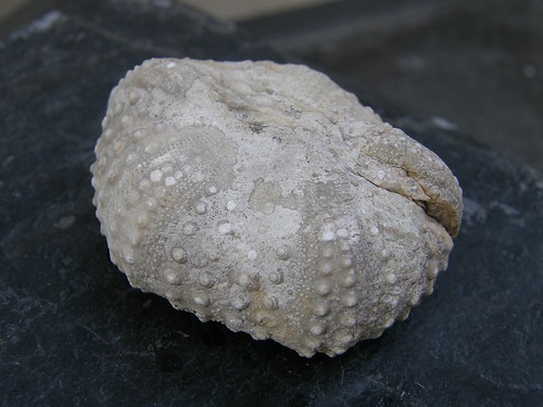 Fossil versteinerter seeigel - fossil,
