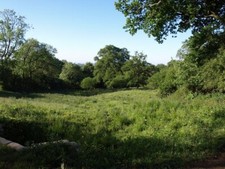 Photo 6x4 Trees and a meadow