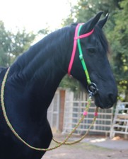 Tolle einohrtrense neon - tolle,