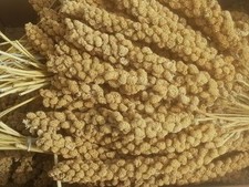 Kolbenhirse gelb 2kg