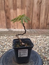 Bergahorn, Pre Bonsai, Bonsai