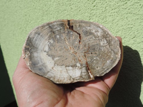 Endstück fossiles holz - endstück,