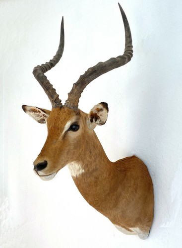 Impala impalahörner - impala,