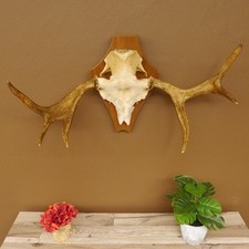 Elch kleines Geweih Breite 85