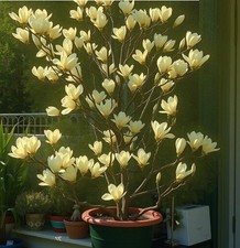 Winterharte magnolie gelb - 2,