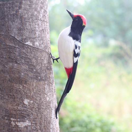 Specht modell deko - specht-modell,, deko-vogelfigur