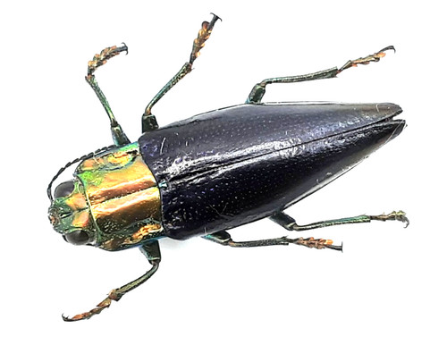 Buprestidae cyphogastra - buprestidae,,