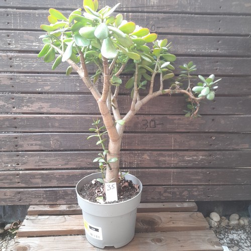 Geldbaum pfenningbaum crassula - pfenningbaum,