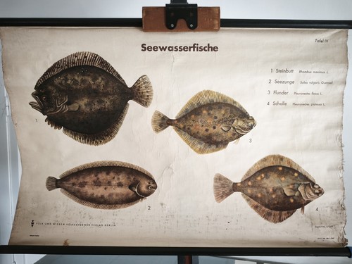 Vintage schulwandkarte - schulwandkarte, ⭐️