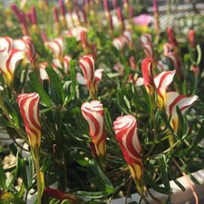 5 Rhizome / Zwiebel Oxalis Versicolor Candy Cane Zuckerstange rot weiß