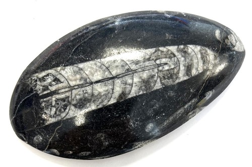 Fm0260 natürlicher orthoceras - fm0260,