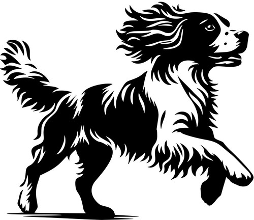 Englischer springer spaniel - englischer,