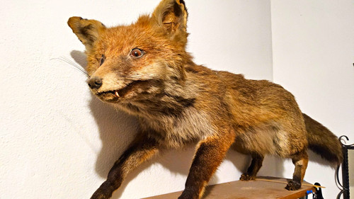Präparierter fuchs - präparierter,