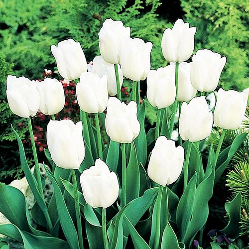 Tulpen tulpenzwiebeln - tulpen,