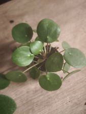 Pilea peperomioides Ufopflanze