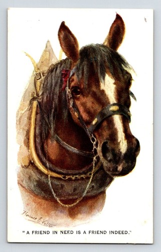 Tiere auenland pferd - tiere:,