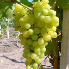 Weinrebe Primus gelber kernloser Wein Weinstock 60-100 cm im 3,5 Liter Topf