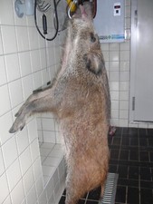 Wild, Fleisch, Wildschwein