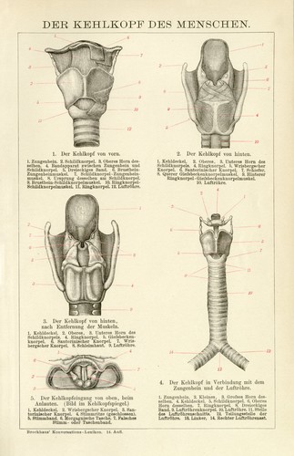 Mensch anatomie kehlkopf - mensch,