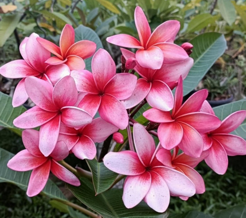 Frangipani plumeria rubra - plumeria,