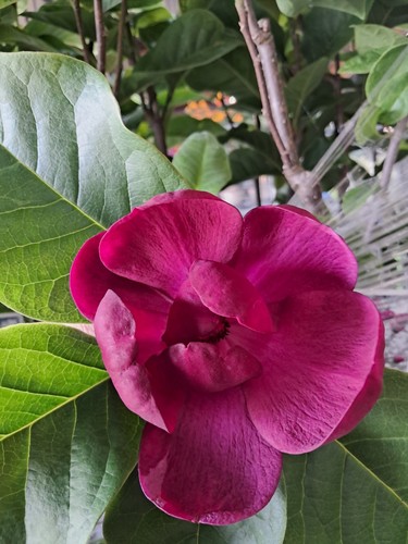 Magnolia black tulip - 'black, tulip'