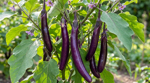Riesen aubergine 100 - riesen-aubergine,