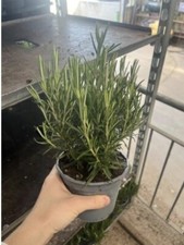  Italienischer XL  Rosmarin /  Rosmarius officinalis / Kräuterpflanzen