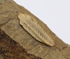 Trilobit, Acastoides poschmanni, Devon, Ems, Steinsberg, Deutschland -m160