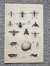 Beispiele für Diptera / Fliege - antiker Druck - 1875