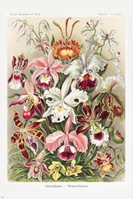 Orchideen Poster Ernst Haeckel Kunstformen der Natur,Tafel 74 61 x 91,5 cm