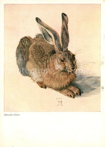 Duerer albrecht nuernberg hase - duerer,