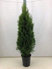 2st. Thuja Smaragd 120– 150cm ohne Topf gemssen  Buschig XXL Heckenpflanzen