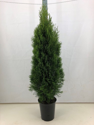 2st thuja smaragd 100 - 2st., 100–