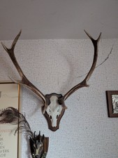 Rotwild Hirschgeweih Sehr