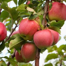 Apfelbaum Gloster - Obstbaum
