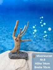 🌳Aquarium Garnelen Wurzel