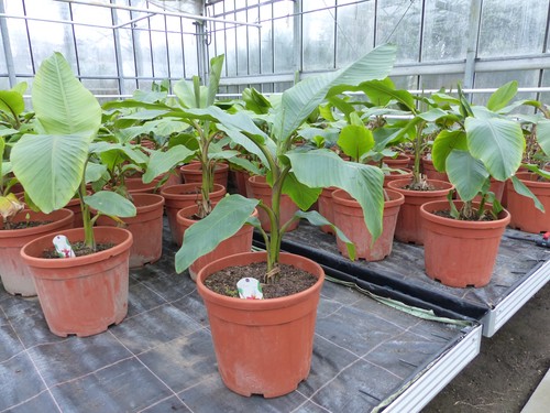 Bananenstaude banane musa - bananenstaude,