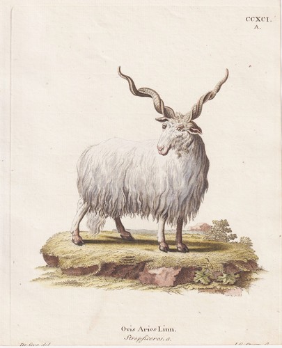 Zackelschaf schaf racka - zackelschaf,