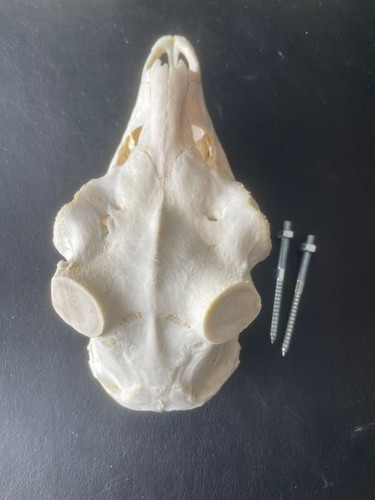 Schädel damhirsch - schÄdel,