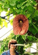 Stecklinge Gespensterbaum