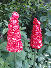 2 Stück Rittersporn rot