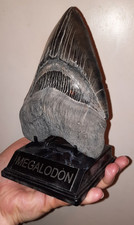 Museumsstück - Riesiger ca. 16cm(!) Megalodon Zahn! Fossil -kein Messel LOOK!
