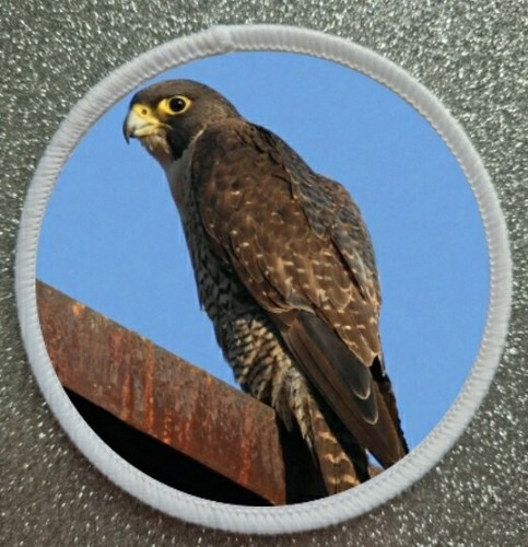 Greifvögel serie - 3",