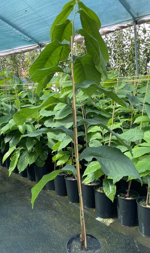 Indianerbanane sunflower - indianerbanane,