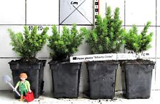 Kugelform der Zuckerhutfichte  "Alberta Globe" ,   sehr schwachwüchsige Sorte