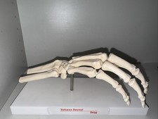Voltaren Resinat Hand / Gelenk Model Geigy Skelett Pharmaceutical