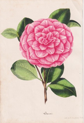 Camellia barni kamelie - barni,