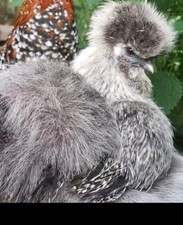 Bruteier Zwerghühner