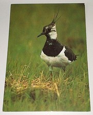 Alte Groh Kiebitz Vogel Bird Tier Postkarte Postcard Ak Vogelpostkarte 