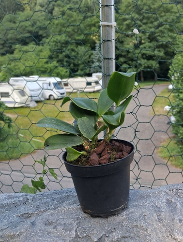 Cattleya violacea var - ., alba